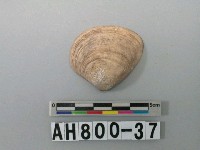 藏品(貝類)的圖片